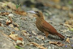 Great Rufous Woodcreeper